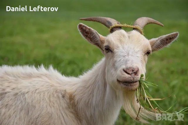 продавам 70 овце и 20 кози, снимка 2 - Овце - 48681092