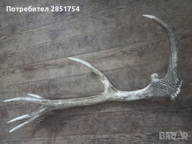 Рог от  елен 