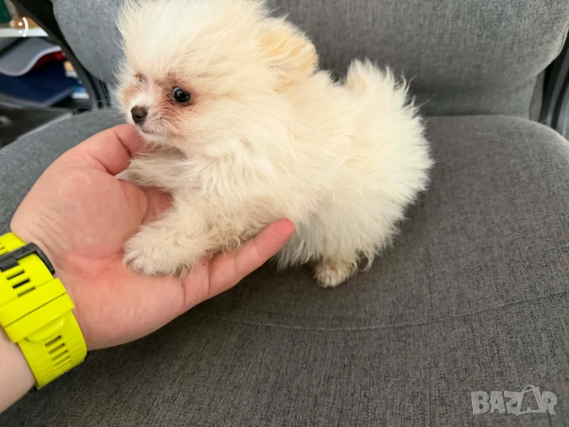 Мини померан  актуално от 6.4.2026, снимка 2 - Померан - 54037397