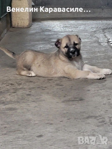 продавам кангал, снимка 1