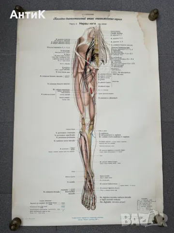 Комплект Соц Медицински Плакати 1951 година, снимка 3 - Антикварни и старинни предмети - 49938826