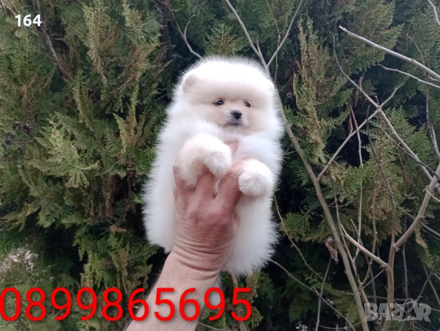 Померани. Реални снимки от 22.03.26 г. , снимка 14 - Померан - 53859129