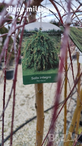 Плачеща върба, Salix Integra Pendula, снимка 12 - Градински цветя и растения - 50247216