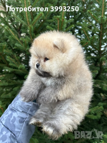 Померан момче, снимка 2 - Померан - 52576523