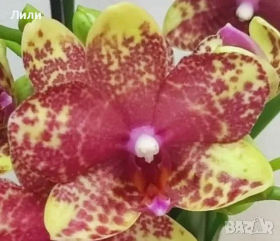 Орхидея фаленопсис Grosseto, снимка 1