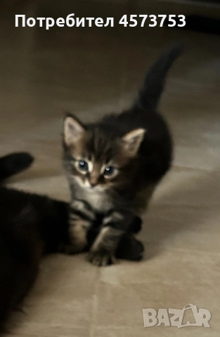 Търсят дом , снимка 1