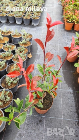 Фотиния Ред Робин, Photinia fr. Red Robin, снимка 7 - Градински цветя и растения - 49185099