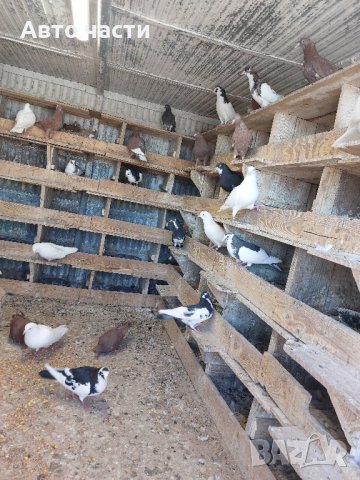 Гълаби на летене пазарджишки , снимка 7 - Гълъби - 42538041