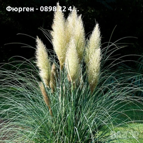 Кортадерия- Пампаска трева ПРИ ПОКУПКА НА 3 БРОЯ 1 БРОЙ ПОДАРЪК, снимка 7 - Разсади - 36164365