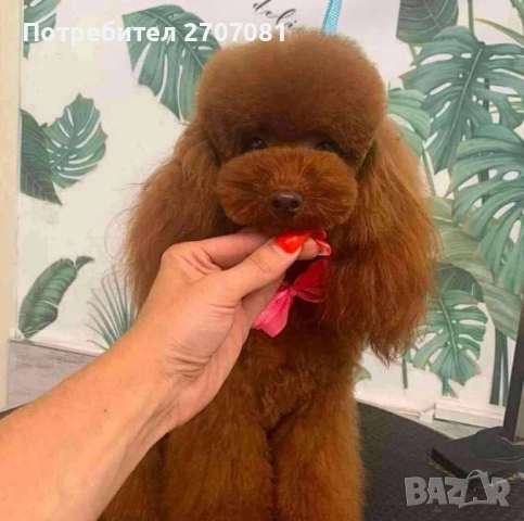 Той пудел, снимка 4 - Пудели - 53082796