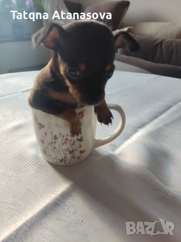 Продавам мини пинчер , снимка 1
