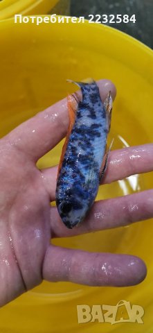 Рибки Африкански цихлиди, снимка 6 - Рибки - 29901665