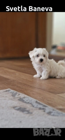 мини малтийска болонка, снимка 5 - Болонка - 53045076
