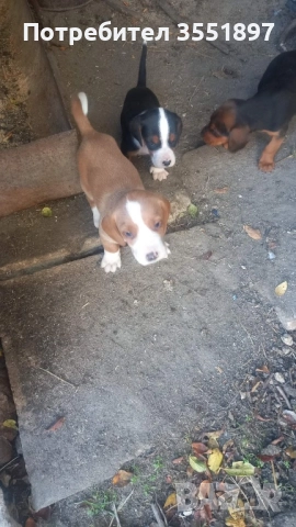 Продавам мъжко куче между балканско гонче и сръбски трибоец , снимка 1