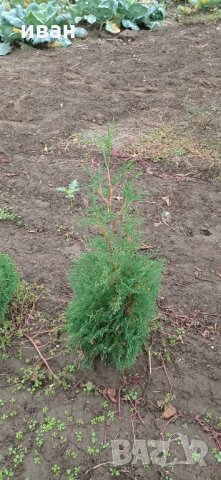 Източна туя Пролетна промоция, снимка 9 - Градински цветя и растения - 10099584