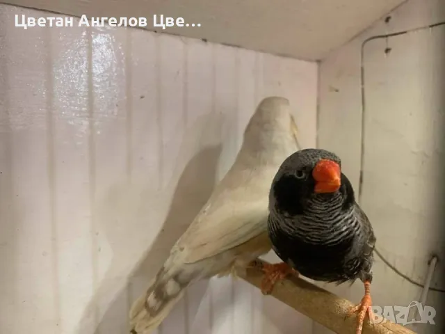 Продавам изложбени зеброви амадини , снимка 14 - Амадини - 46700240