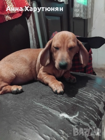 Продавам две мъжки дакелчета , снимка 2 - Дакели - 52593885