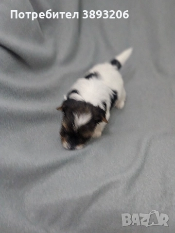 йоркширски териер-бивер, снимка 6 - Йоркширски териер - 52805289