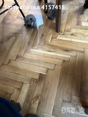 Померан спиц, снимка 2 - Померан - 52896014