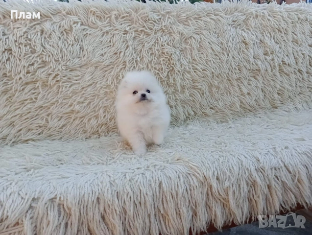 Мъжки и женски Померани.Реални снимки от 06.04.26 г. , снимка 2 - Померан - 54112218