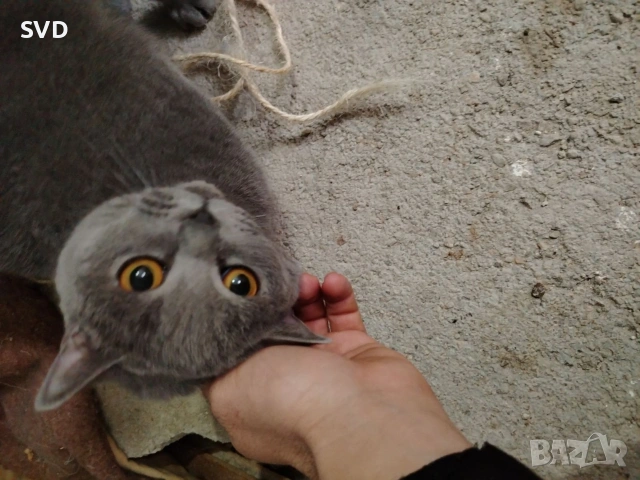 Британска Късокосместа , снимка 3 - Британска късокосместа - 52249769