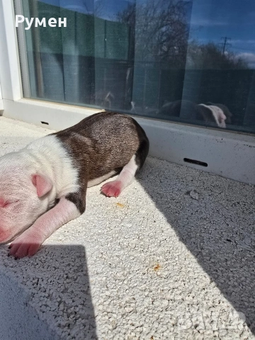 Американски стафордшир териер , снимка 7 - Американски стафордширски териер - 54059702