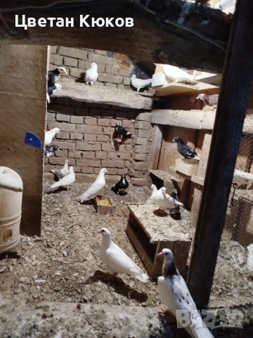 продавам гълъби различни породи , снимка 1