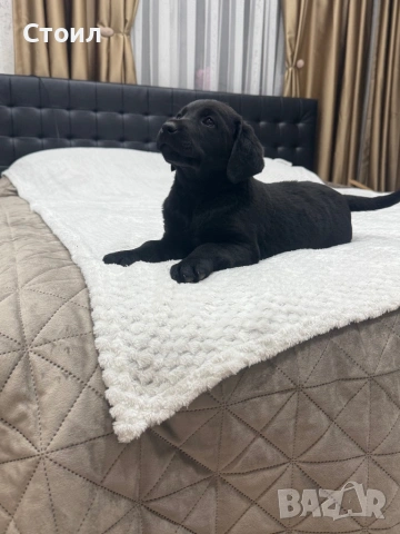 Чистокръвни Лабрадор Ретривър:, снимка 7 - Лабрадор ретривър - 53164804