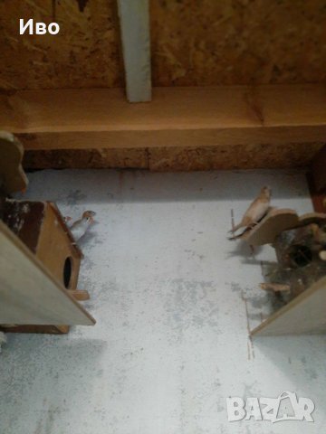 Канарчета,амадини, корели и вълнисти папагали , снимка 6 - Амадини - 29313170