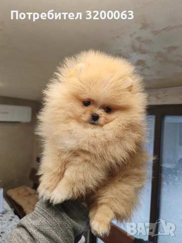 Мини померан мъжко, снимка 4 - Померан - 54032504