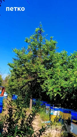 Продавам пчелни семейства, снимка 3 - Други животни - 54297928