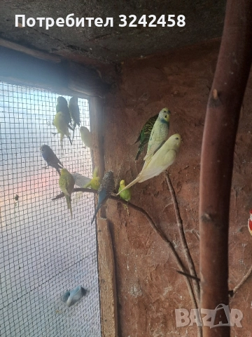 Продавам папагали и клетки , снимка 10 - Папагали - 52510763