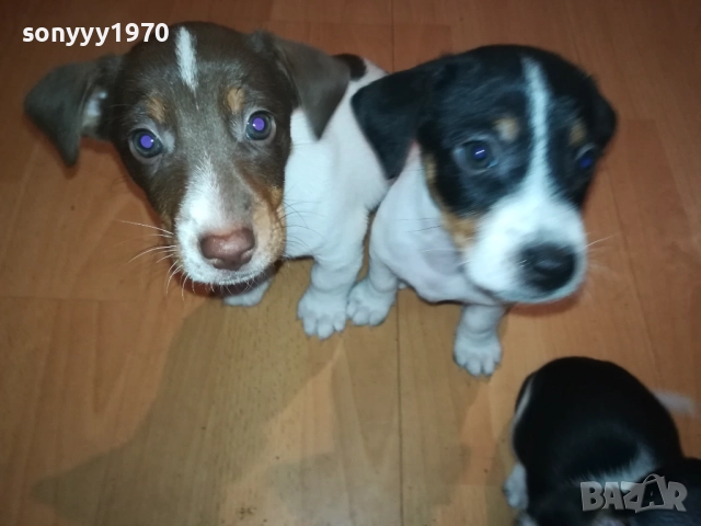 ДЖАК РЪСЕЛ С ПАСПОРТ И ВАКСИНА 1210252135, снимка 2 - Джак ръсел териер - 52031090