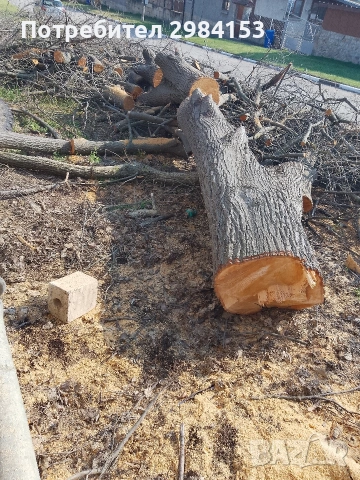 дънер липа 5 метра дал има 65 см.дебелина