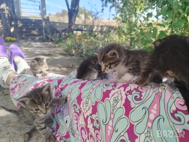 5 сладки бебенца котенца