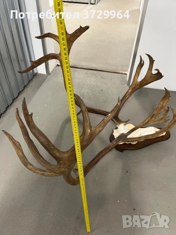 Огромен трофей от карибу - Северен Елен, снимка 6 - Други - 50464327