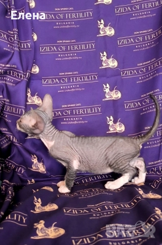 Донски Сфинкс момченце с родословие, снимка 3 - Сфинксове - 52320501