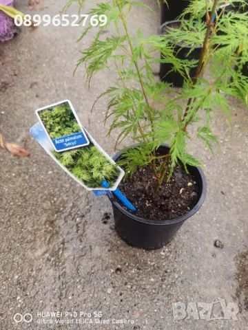  Японски клен четери сорта, цената е за четери растения., снимка 8 - Разсади - 32599037