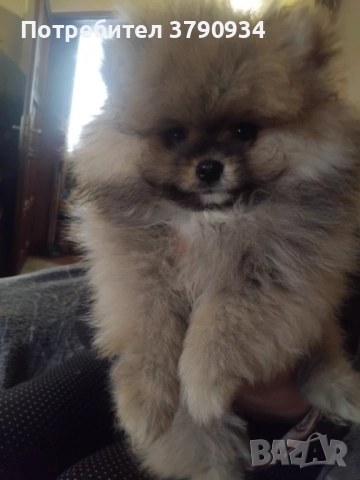 Померан момче