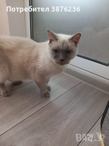 Британска късокосместа Колор пойнт , снимка 2 - Британска късокосместа - 53051504