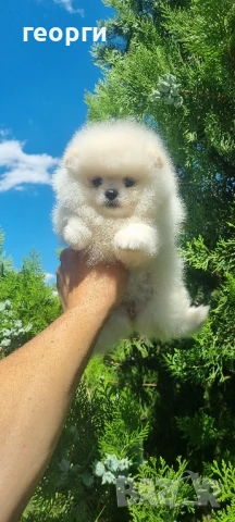 померан померанче