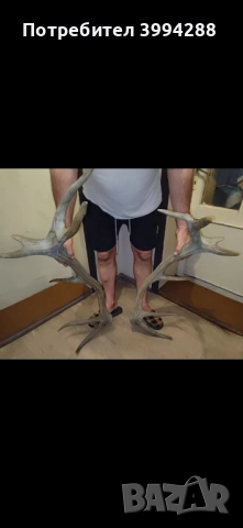 Еленови рога