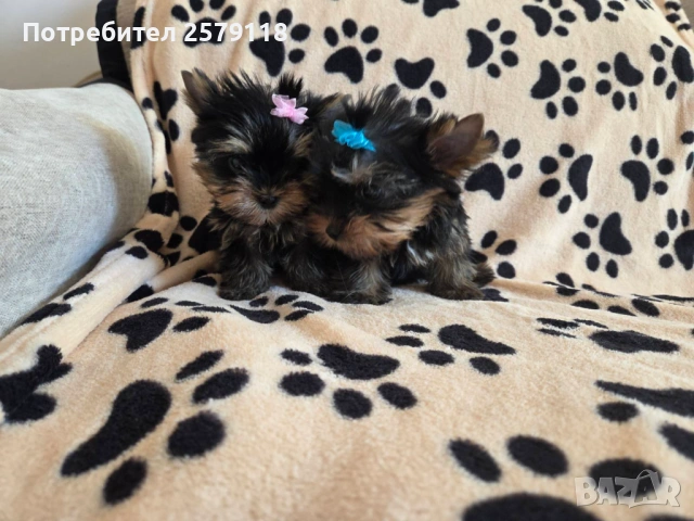 мини йоркширски териер