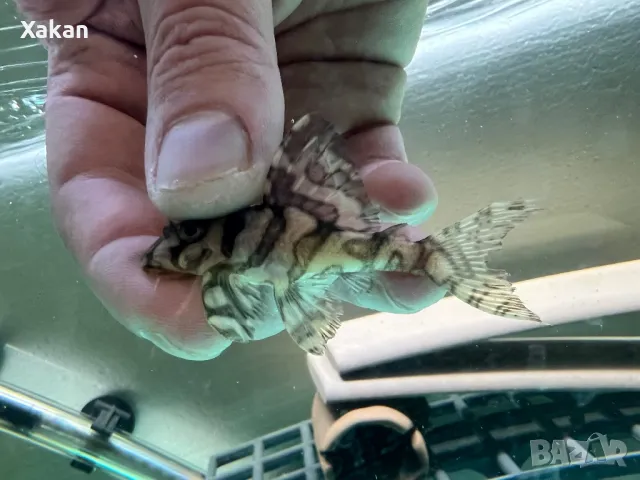 L 236 SW и SY 4.5-5.5см, снимка 9 - Рибки - 50275847