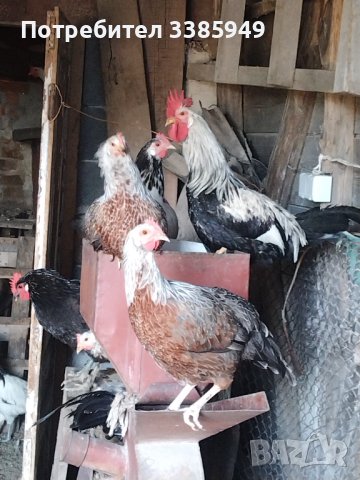  Пилета, гъски, патици, пуйки, копринки, снимка 10 - други­ - 36742027