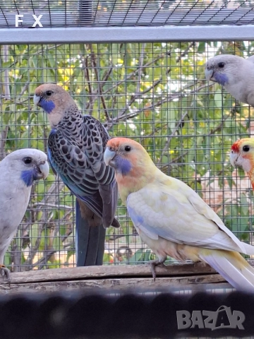 penantovi rozeli   , снимка 15 - Папагали - 51343821