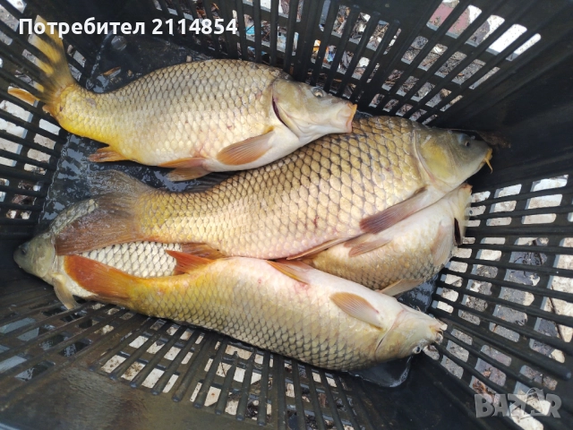 Жив шаран и сом страхотни на вкус!!!, снимка 2 - Рибки - 48372854
