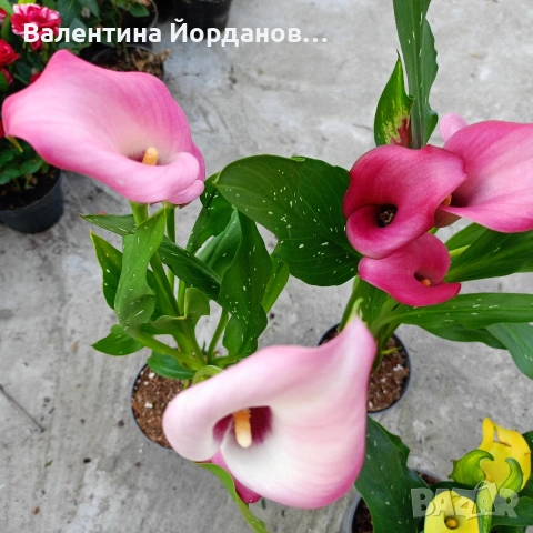 кала три цвята , снимка 3 - Градински цветя и растения - 54250718