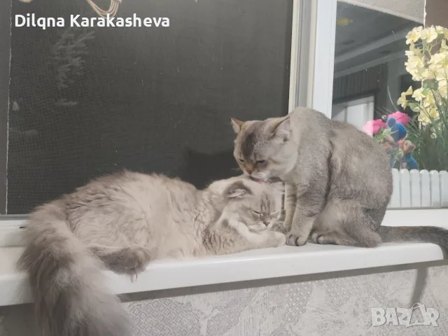 Британски и шотландски клепоухи и правоухи , снимка 5 - Британска късокосместа - 55977031