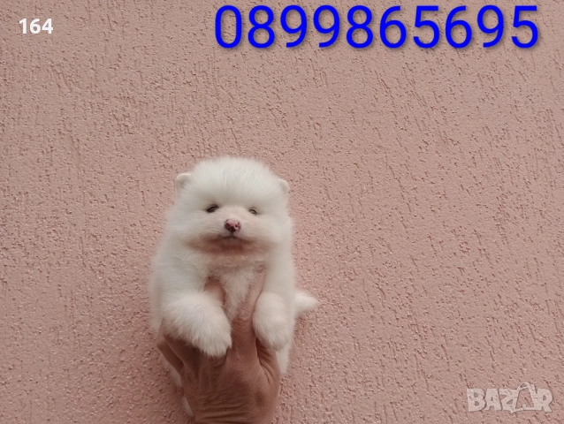 Мъжки бял Померан.  Реални снимки от 21.03.26 г. , снимка 2 - Померан - 53923472